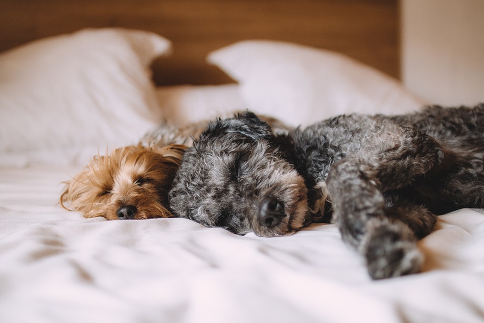 De voordelen van slapen met je hond